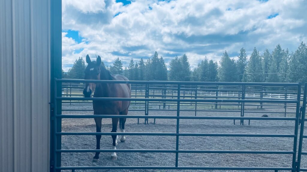 The Dude is awaiting pipe panels to arrive which will finish the paddocks off new stalls. He is ready to welcome new guests! 